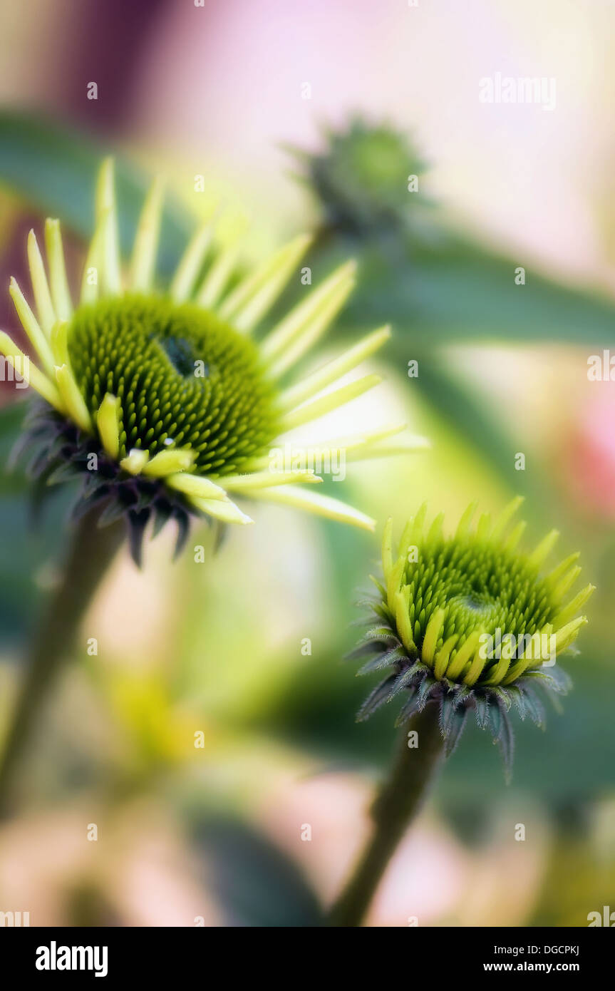 Echinacea Buds. Echinacea purpurea alba. June 2007, Maryland, USA Stock