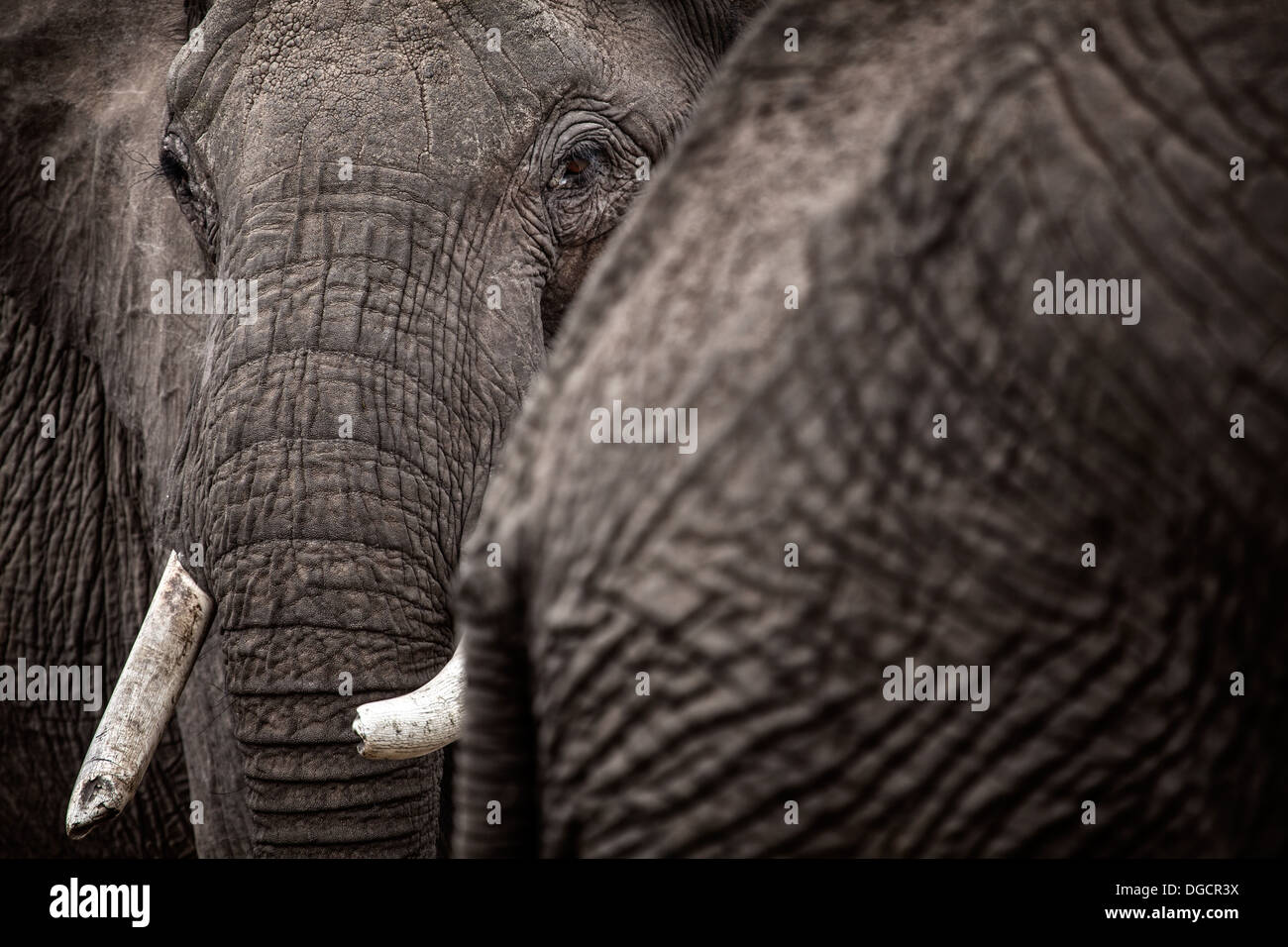 A large elephant looks around the behind of another elephant Stock Photo