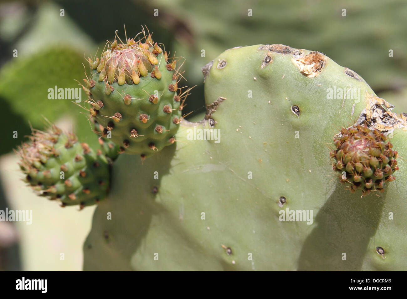Prickly pears cactus found on the island of Sicily. (cactus opuntia) Stock Photo