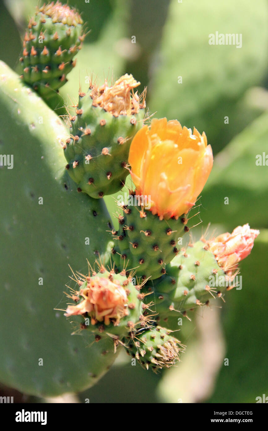 Prickly pears cactus found on the island of Sicily. (cactus opuntia) Stock Photo