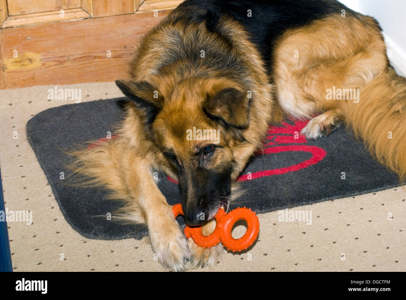 Are German Shepherds Chewers