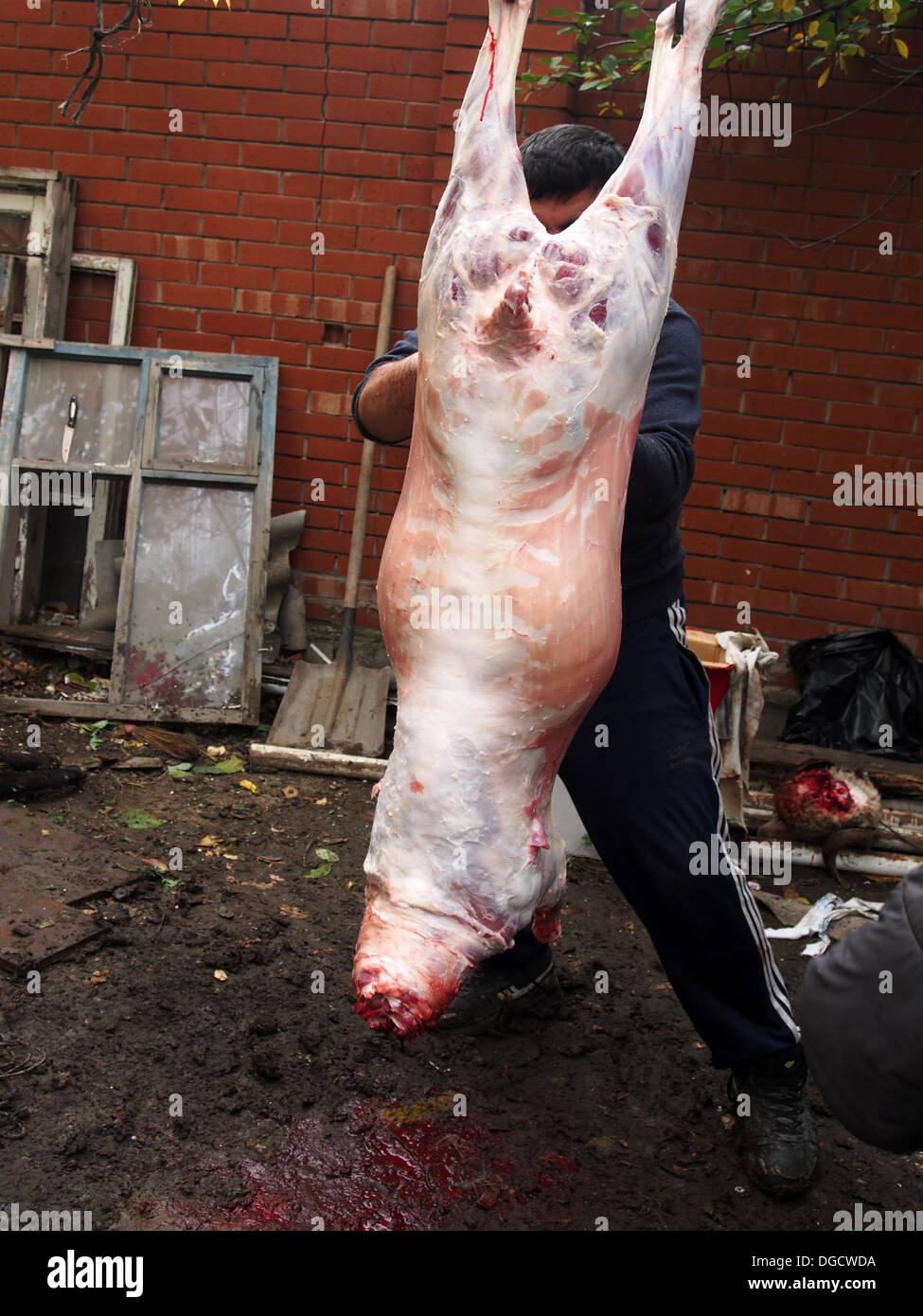 sacrifice of ram during celebration of Al-Adha Stock Photo