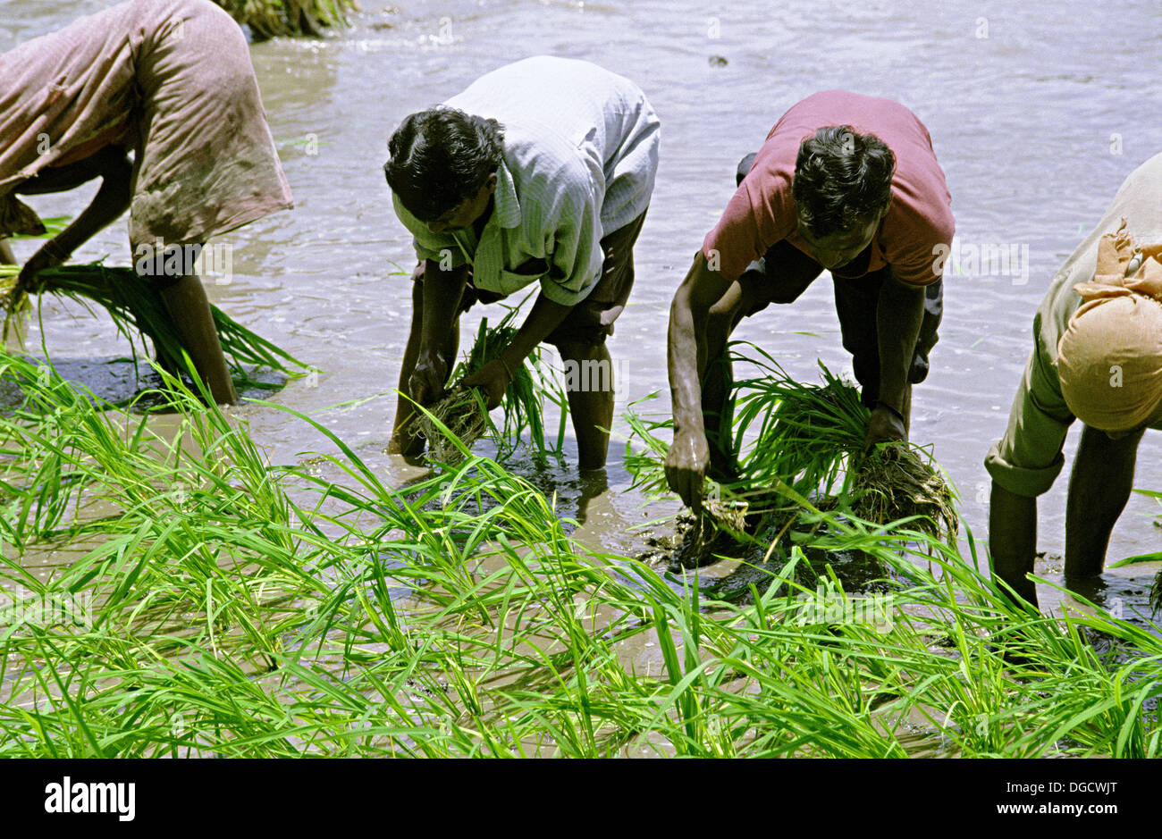 People working in a paddy field of rice crop to cultivate rice crops