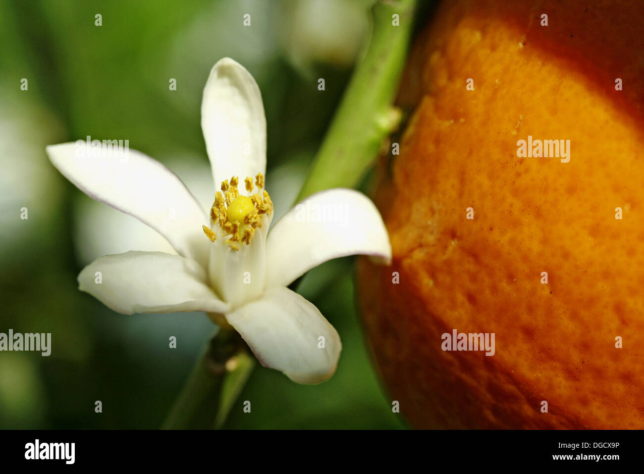 Orange tree (Citrus aurantiacum) flower Stock Photo Alamy