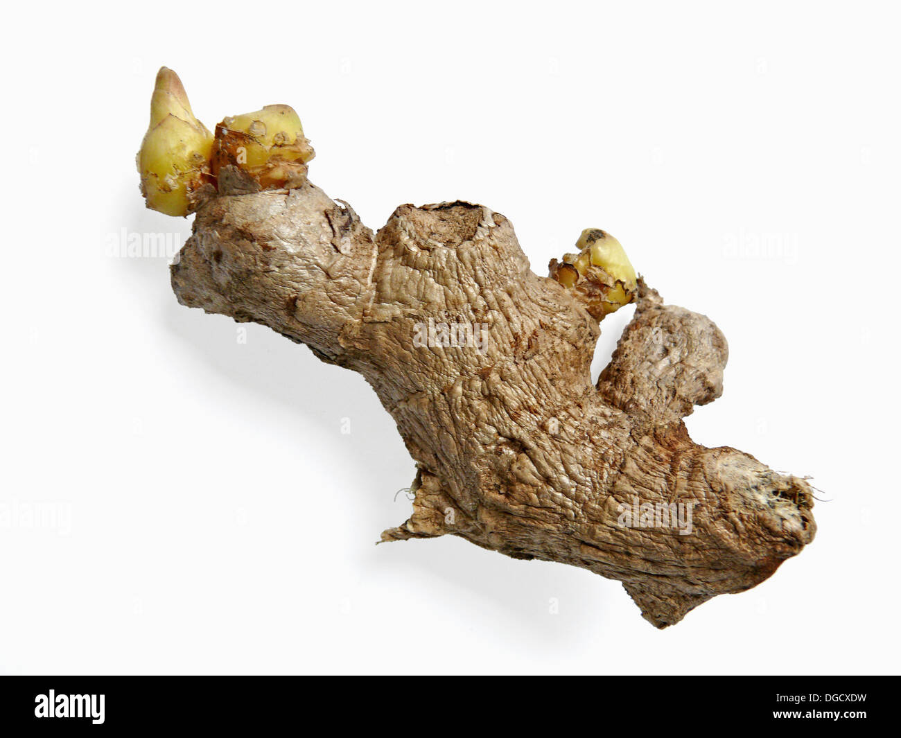 Ginger. Ginger is emollient, appetizer, laxative, stomachic, stimulant, rubefacient, aphrodisiac