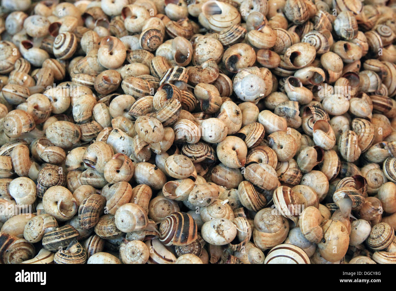 Whelks and snails for sale on a market stall. Stock Photo