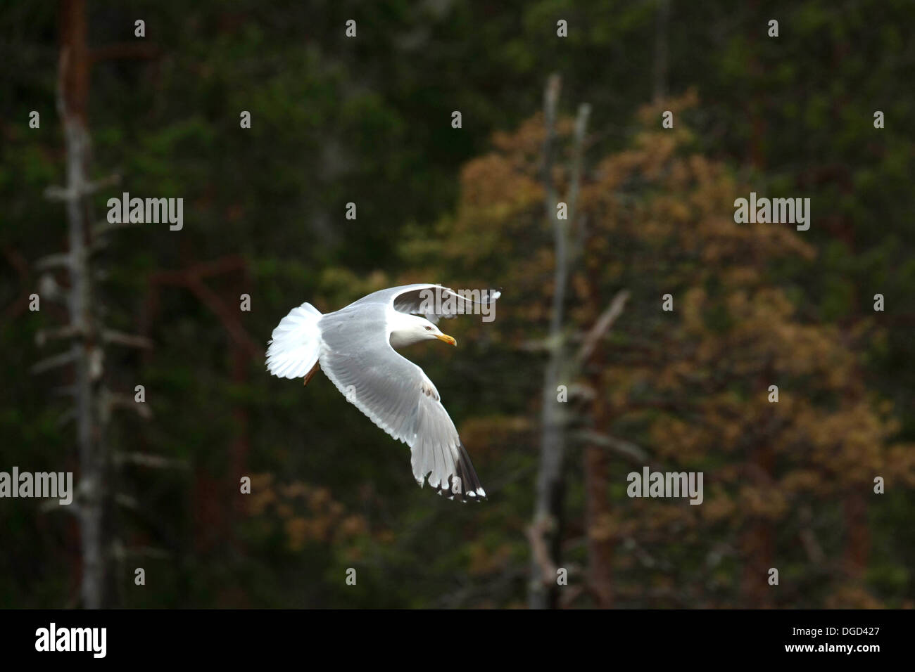 A Herring Gull in flight Stock Photo