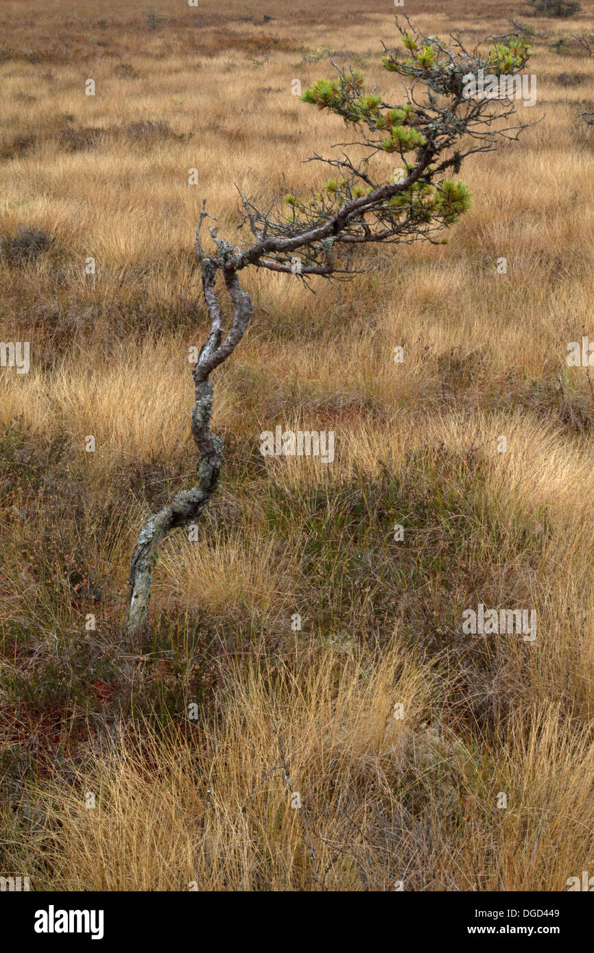 A windswept pine in a swedish bog, the Store Mosse national park. Stock Photo