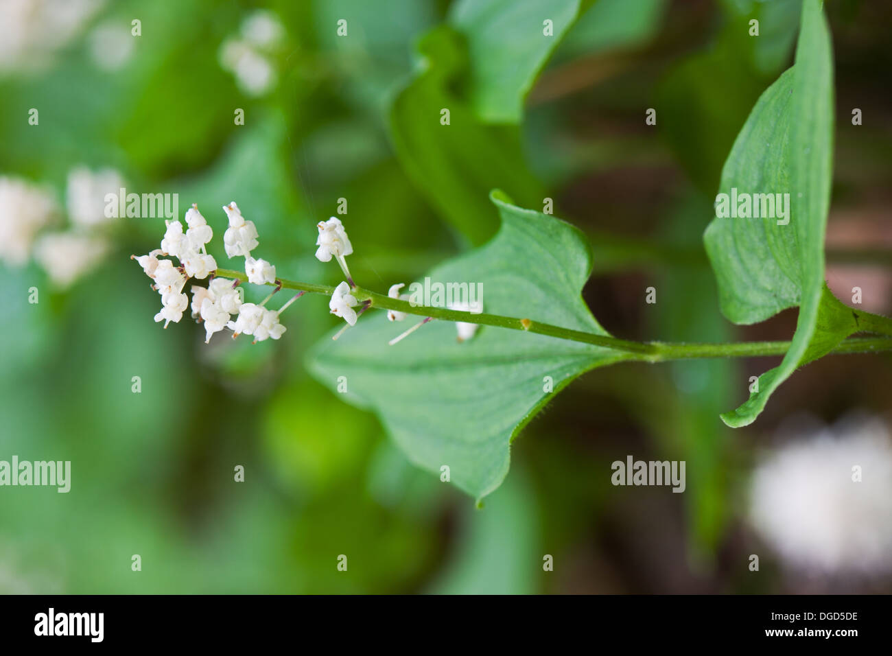 Flower of False lily of the valley or May lily Stock Photo Alamy