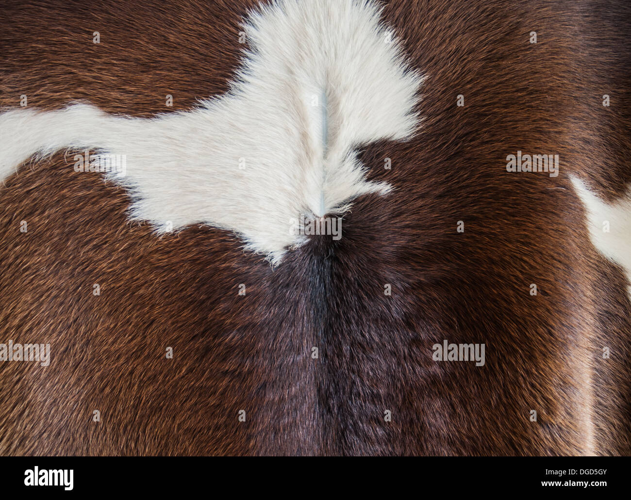 The closeup of brown cow fur background Stock Photo