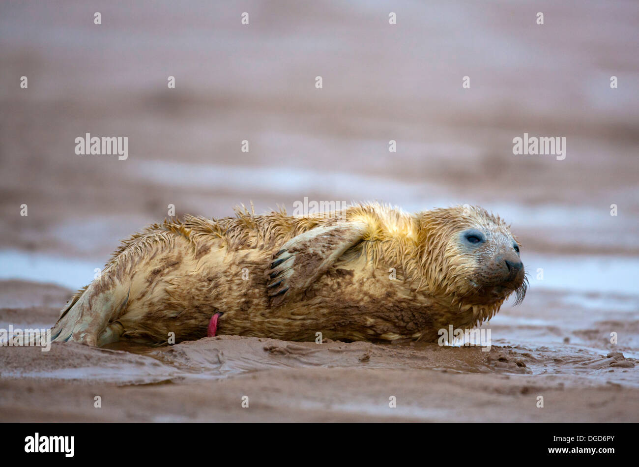 Grey Seal Halichoerus grypus, Donna Nook, Lincolnshire, England, Baby