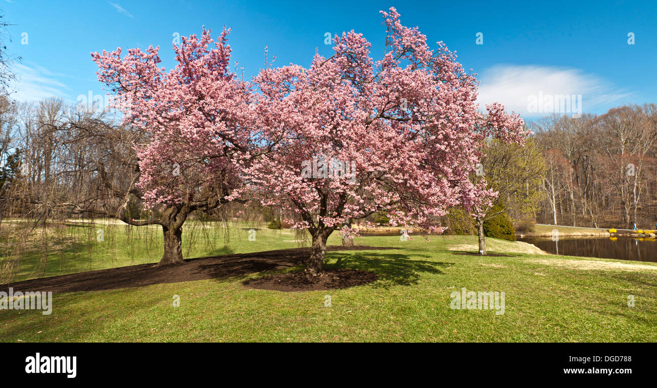 Spring Flowers And Trees At Brookside Garden Stock Photo 61756696