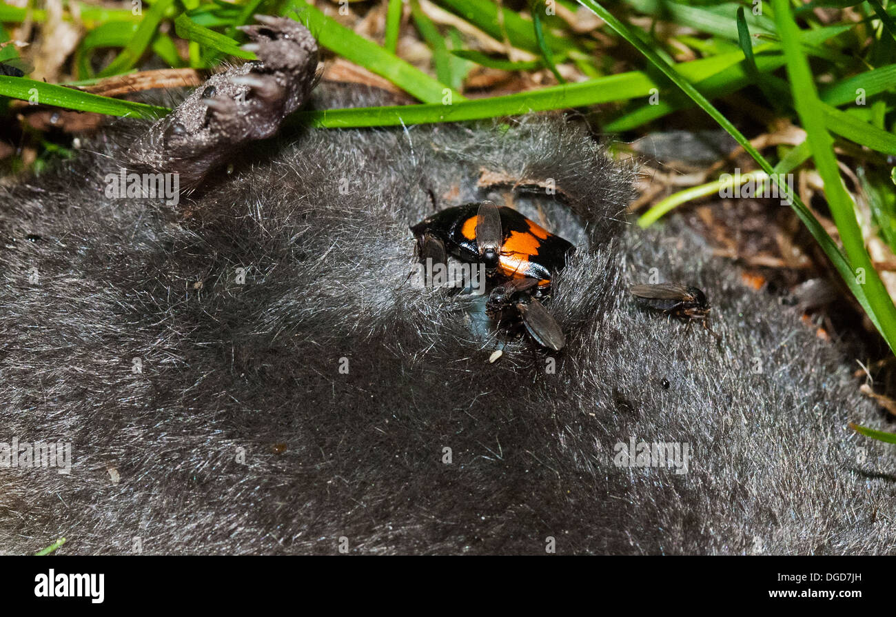 Burying the dead hi-res stock photography and images - Alamy