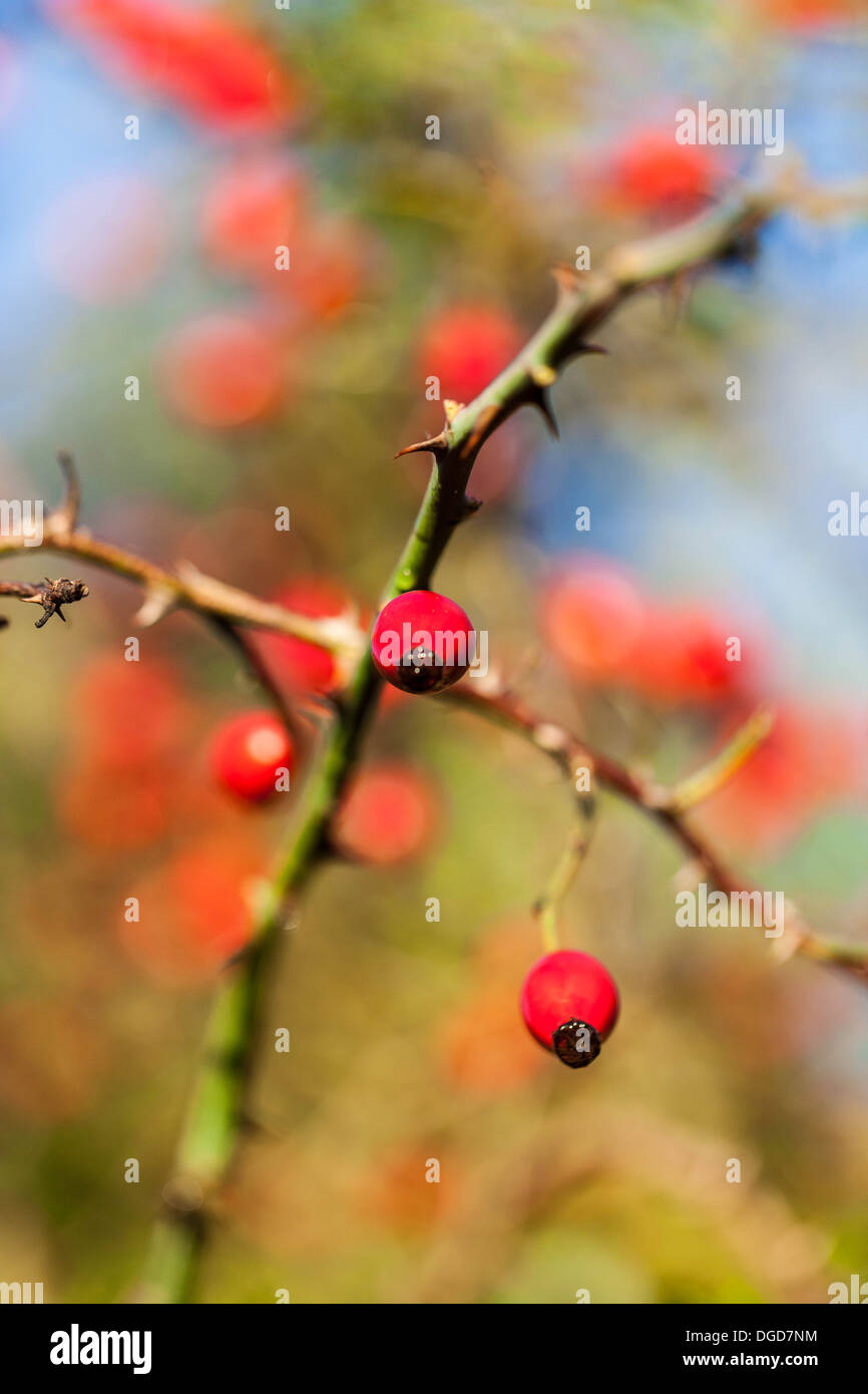 Red rosehips Stock Photo
