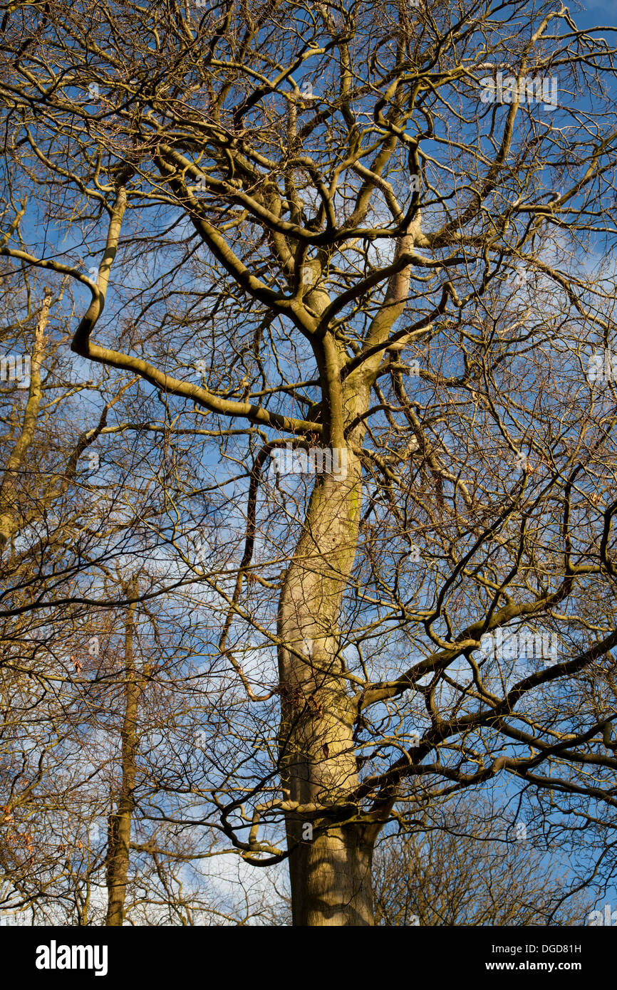 Leafless twisted tree on a crisp winter's day Stock Photo