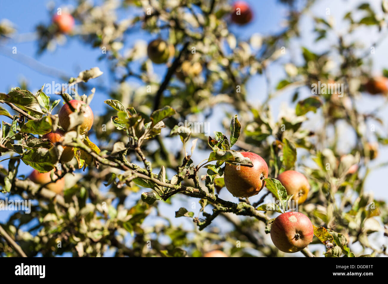 Cox's apples hanging on tree branches Stock Photo