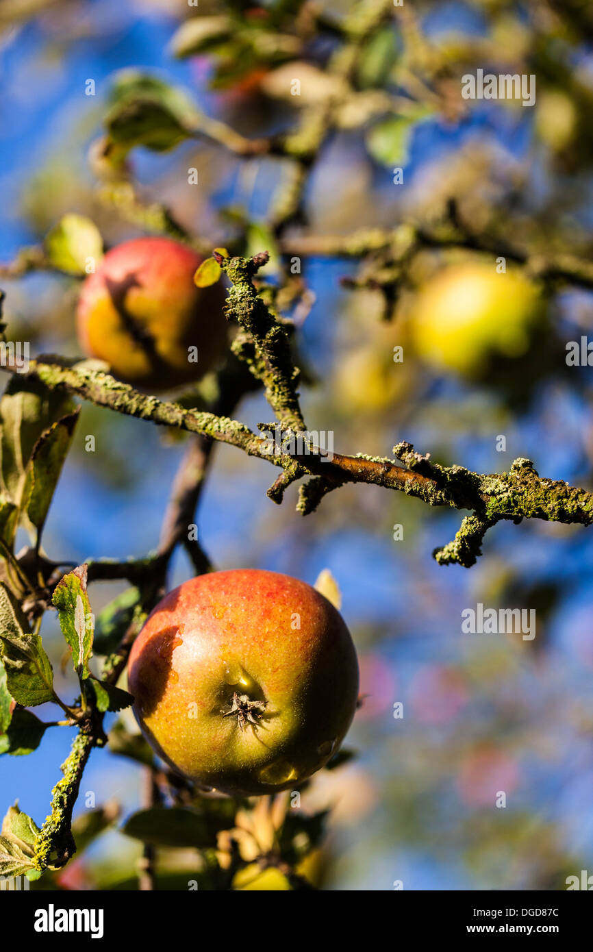 Cox's apples hanging on tree branches Stock Photo