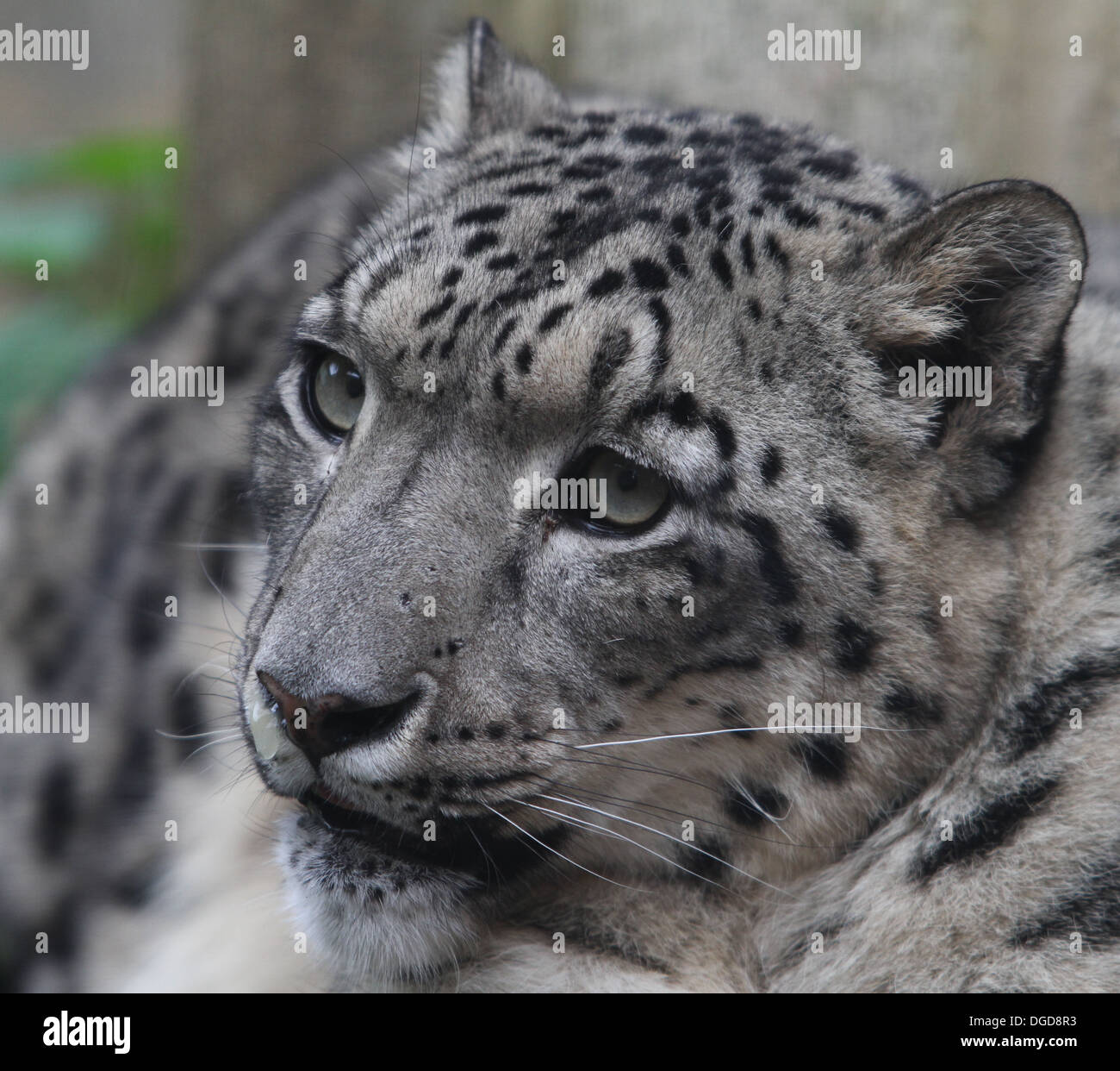 Snow Leopard in captivity. Close up of face. Stock Photo