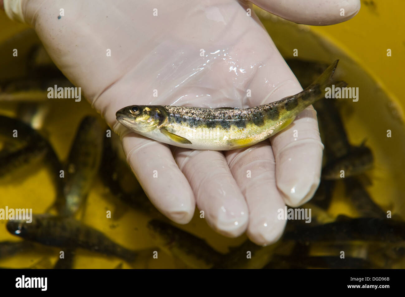 Salmon parr hires stock photography and images Alamy