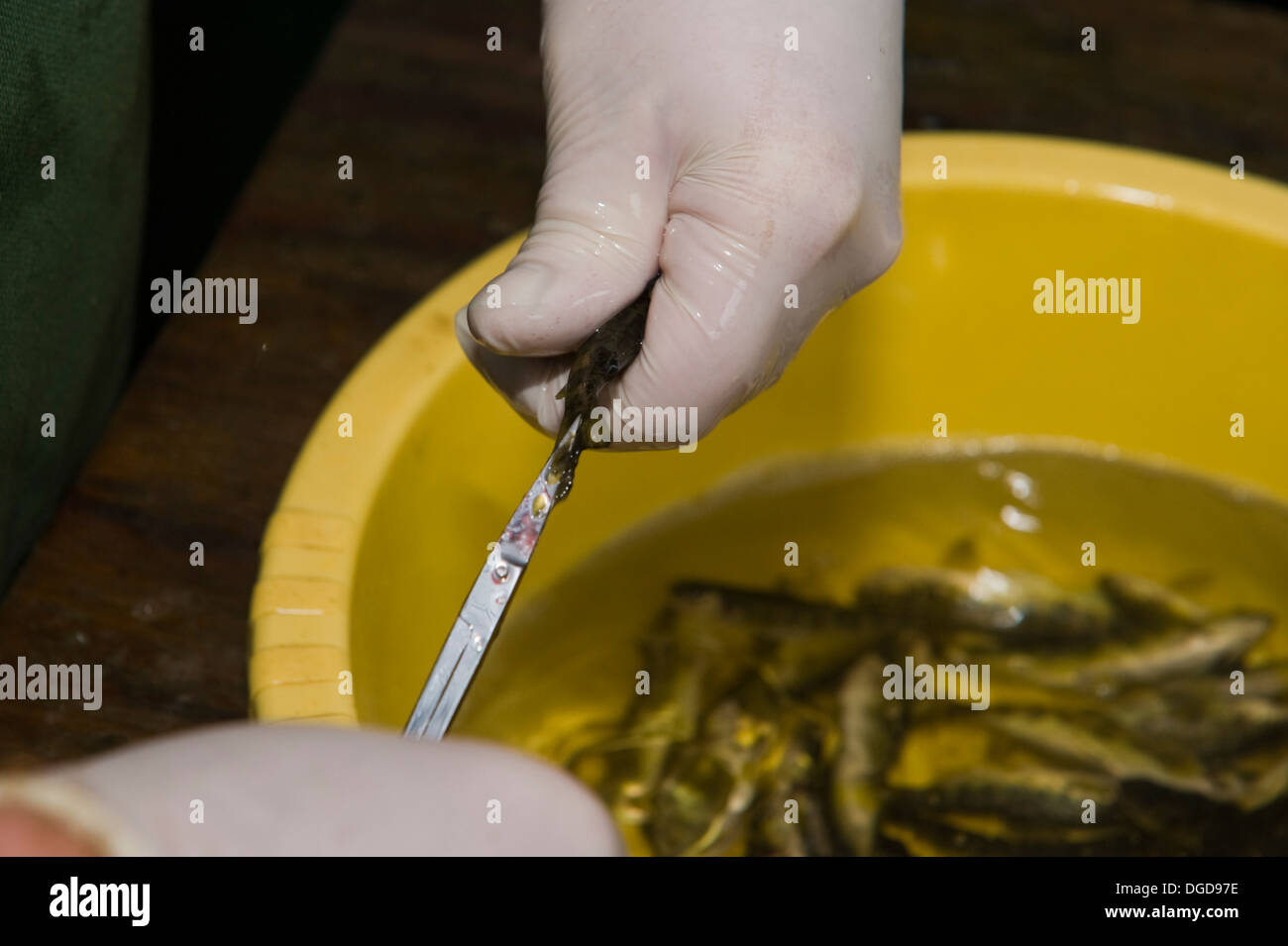 Samen Par Typical salmon parr ready for fin clipping for future release into Semi ...