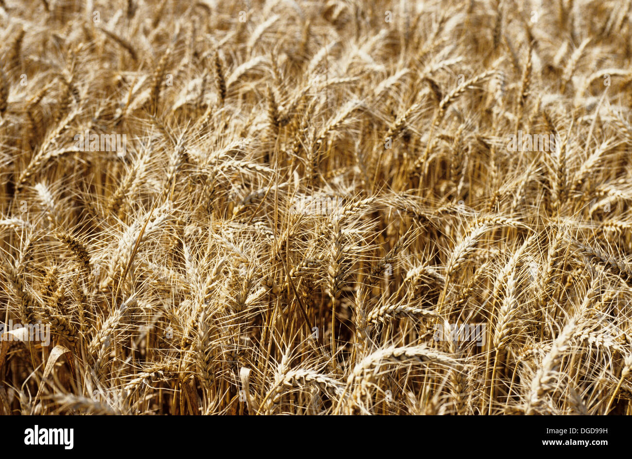 Barley, a member of the grass family, is a major cereal grain. Important uses include use as animal fodder, as a source of fermentable material for beer and certain distilled beverages, and as a component of various health foods. Stock Photo