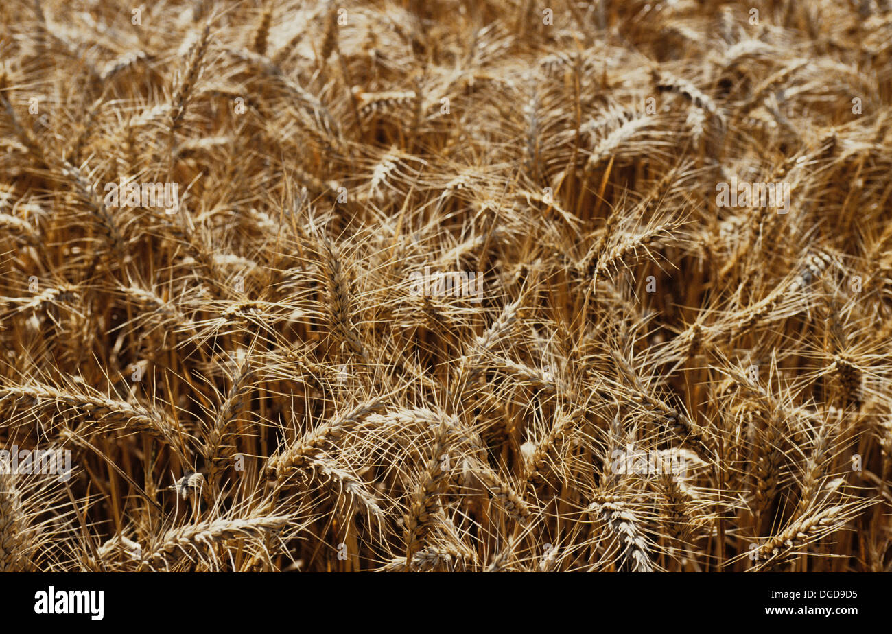 Barley, a member of the grass family, is a major cereal grain. Important uses include use as animal fodder, as a source of fermentable material for beer and certain distilled beverages, and as a component of various health foods. Stock Photo