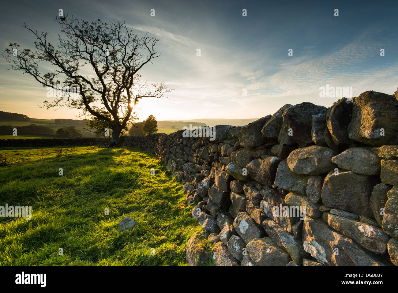A stone wall leads up to a solitary tree at sunset in Northumberland, England. Stock Photo