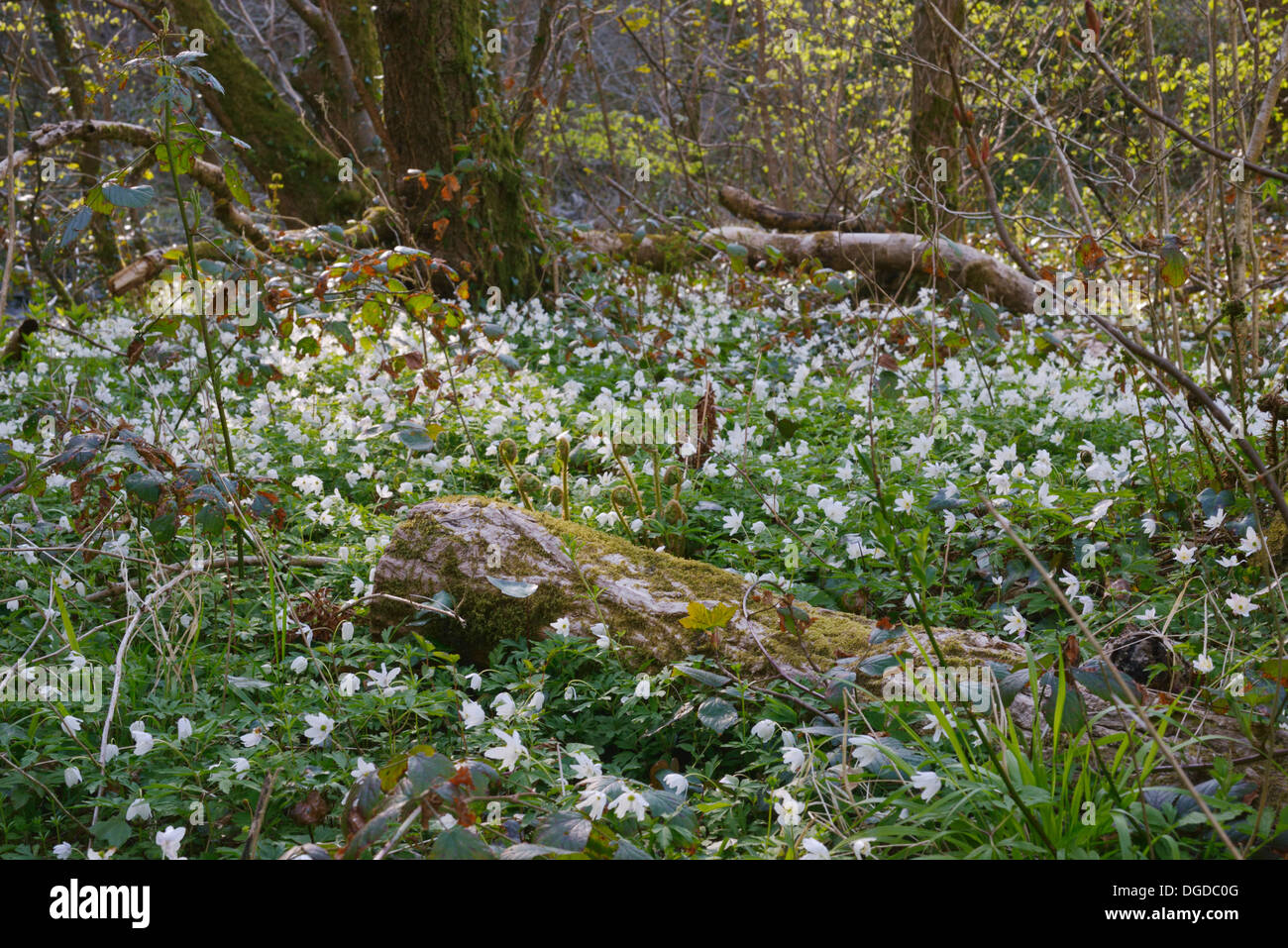 Ancient woodland indicator plant hires stock photography and images