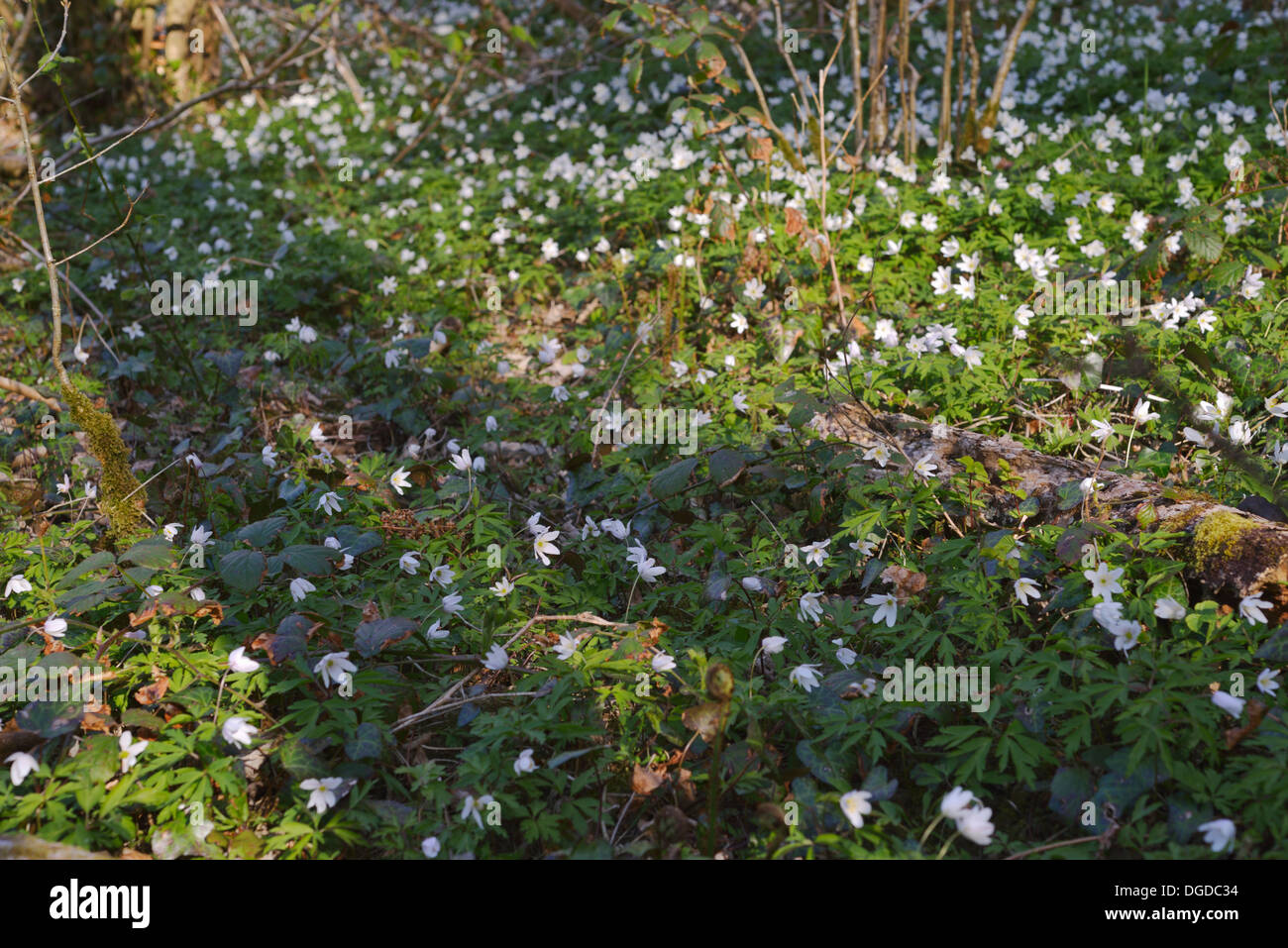 Anemone nemorosa, Wood anemones cover the ground in Ancient Woodland with light shade from deciduous trees, Wales, UK Stock Photo