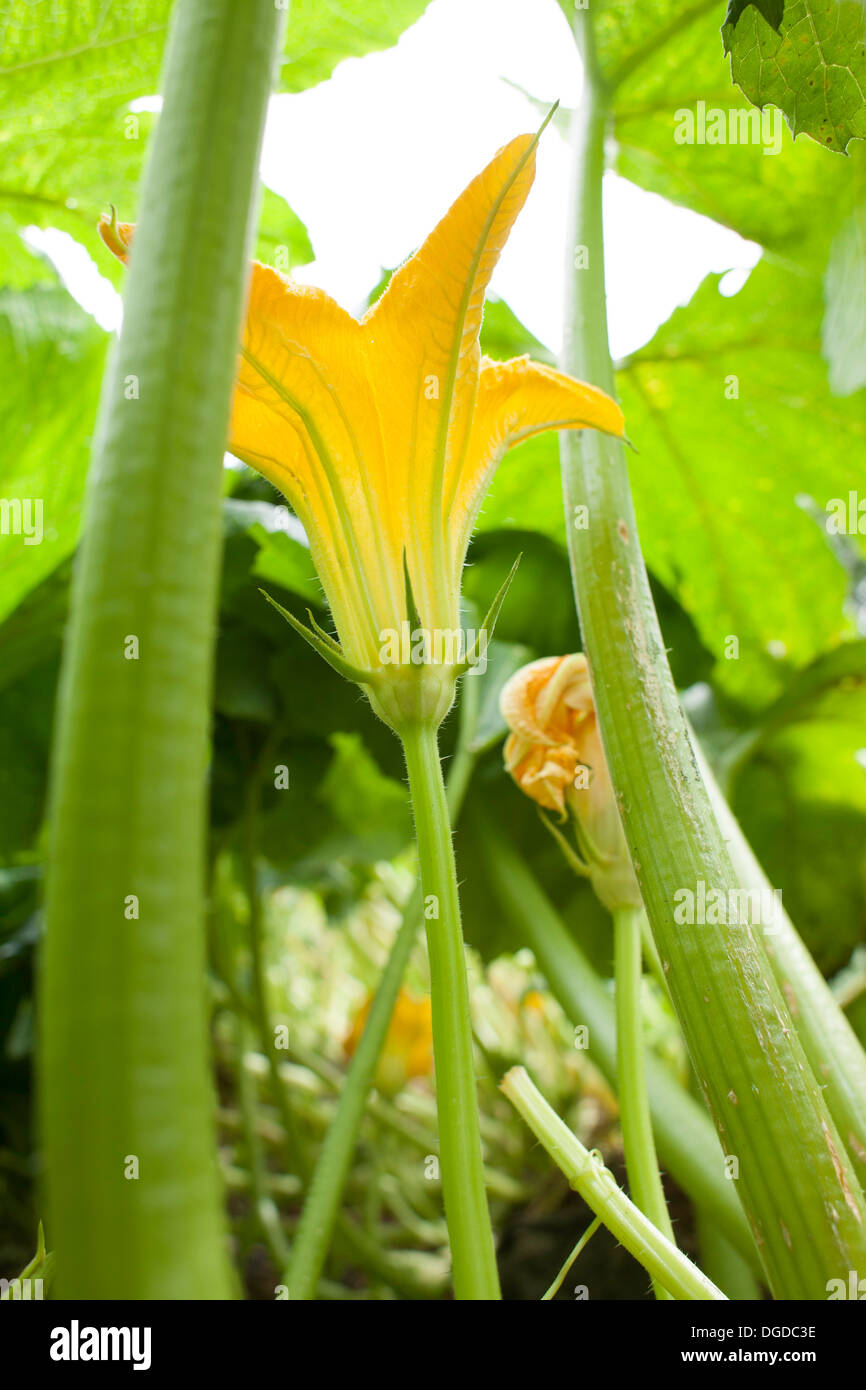 A blossom from a white Lebanese bush squash is folded beneath a canopy of leaves an amid maturing squash. Stock Photo