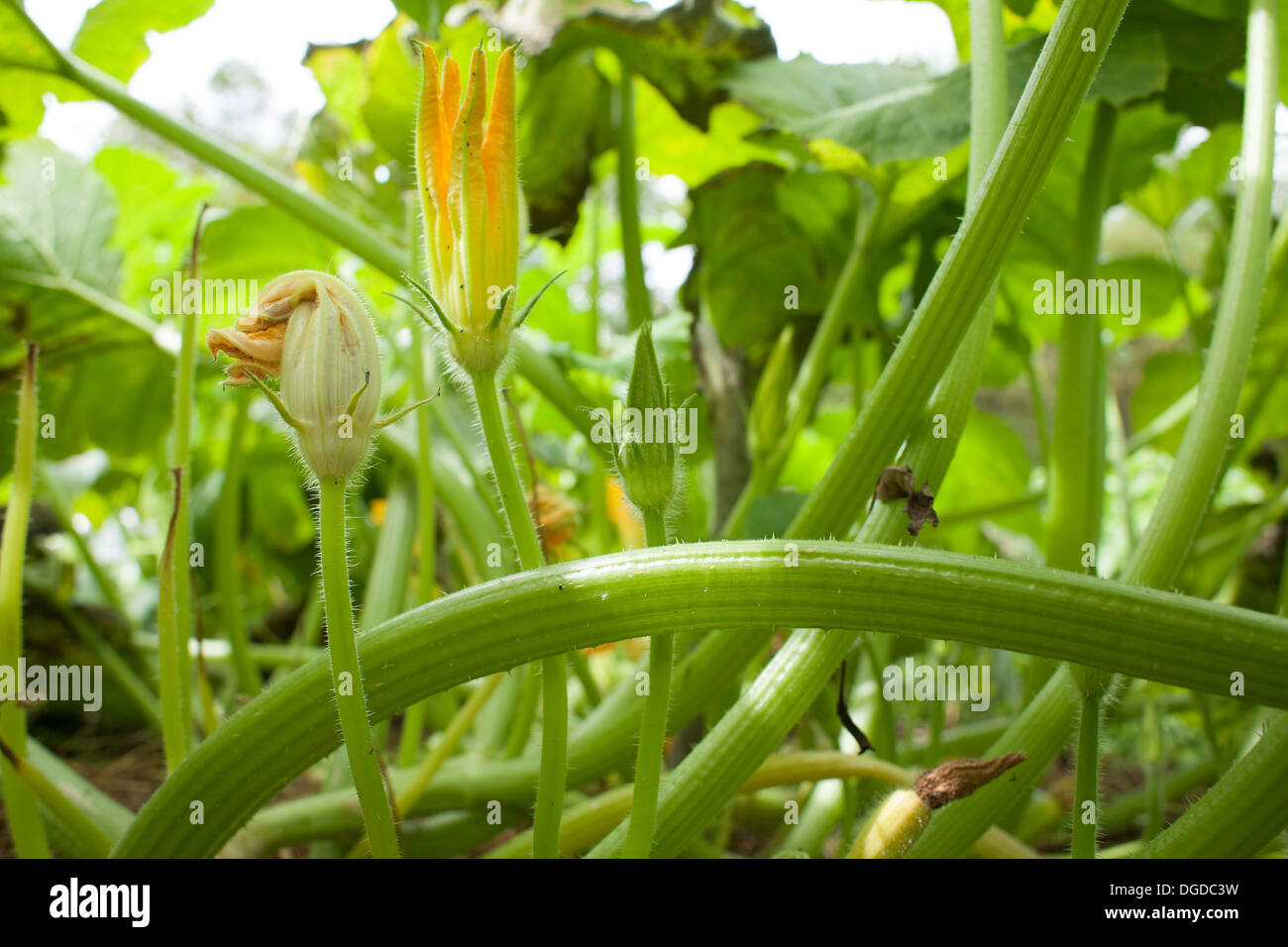 A blossom from a white Lebanese bush squash is folded beneath a canopy of leaves. Stock Photo