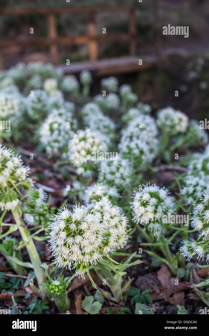White Butterbur ( Petasites alba) by the River Deveron at Huntly in Aberdeenshire, Scotland. Stock Photo
