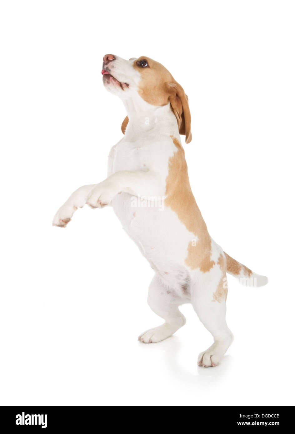 cute beagle dog isolated on white background Stock Photo - Alamy