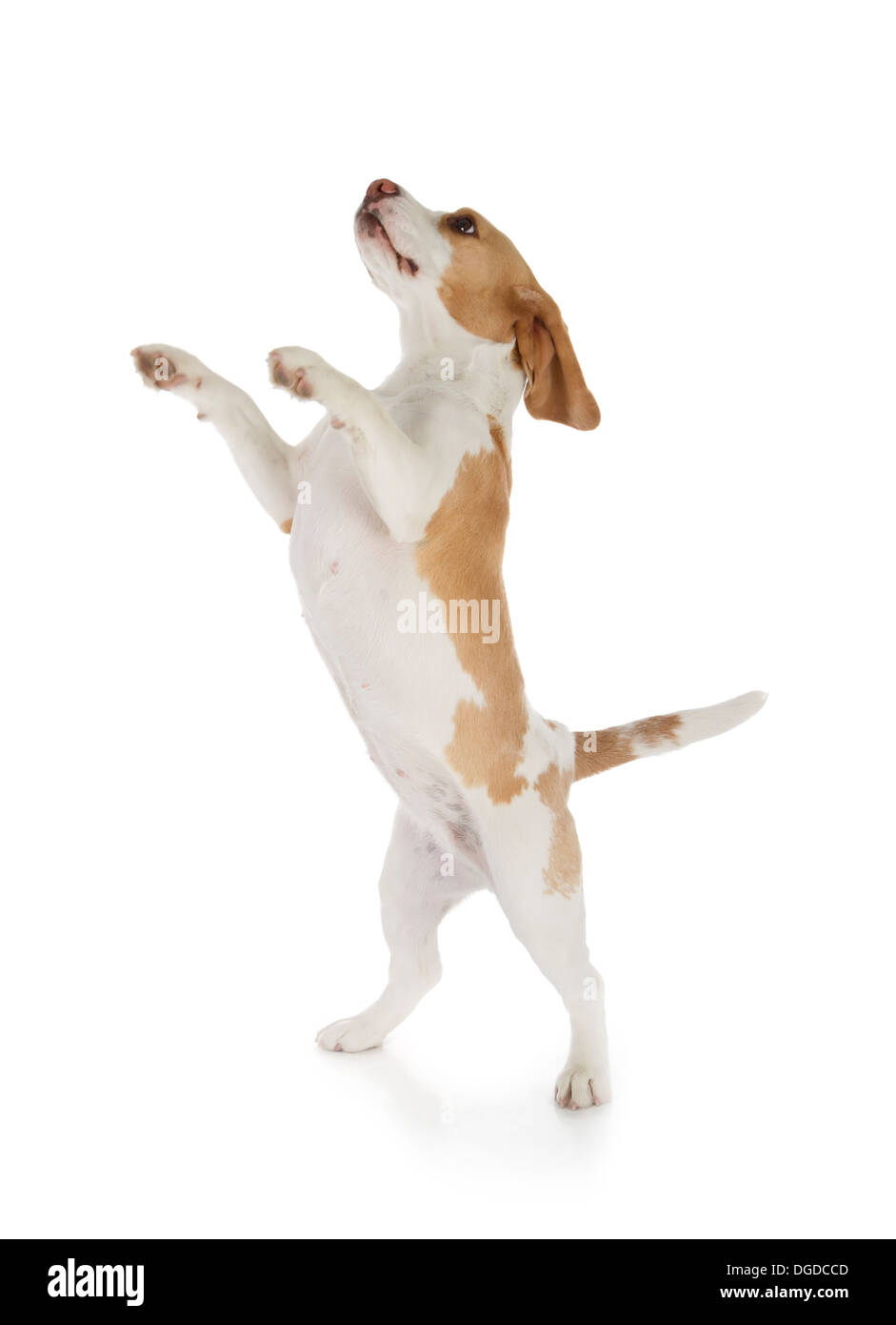 cute beagle dog isolated on white background Stock Photo - Alamy