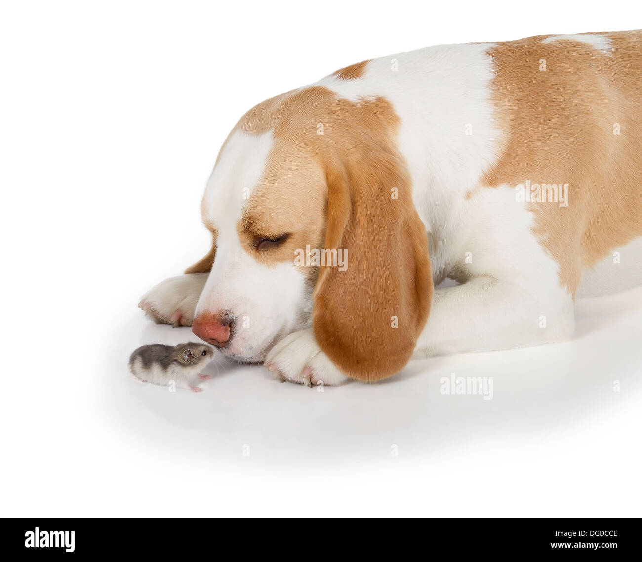 cute beagle dog isolated on white background Stock Photo - Alamy