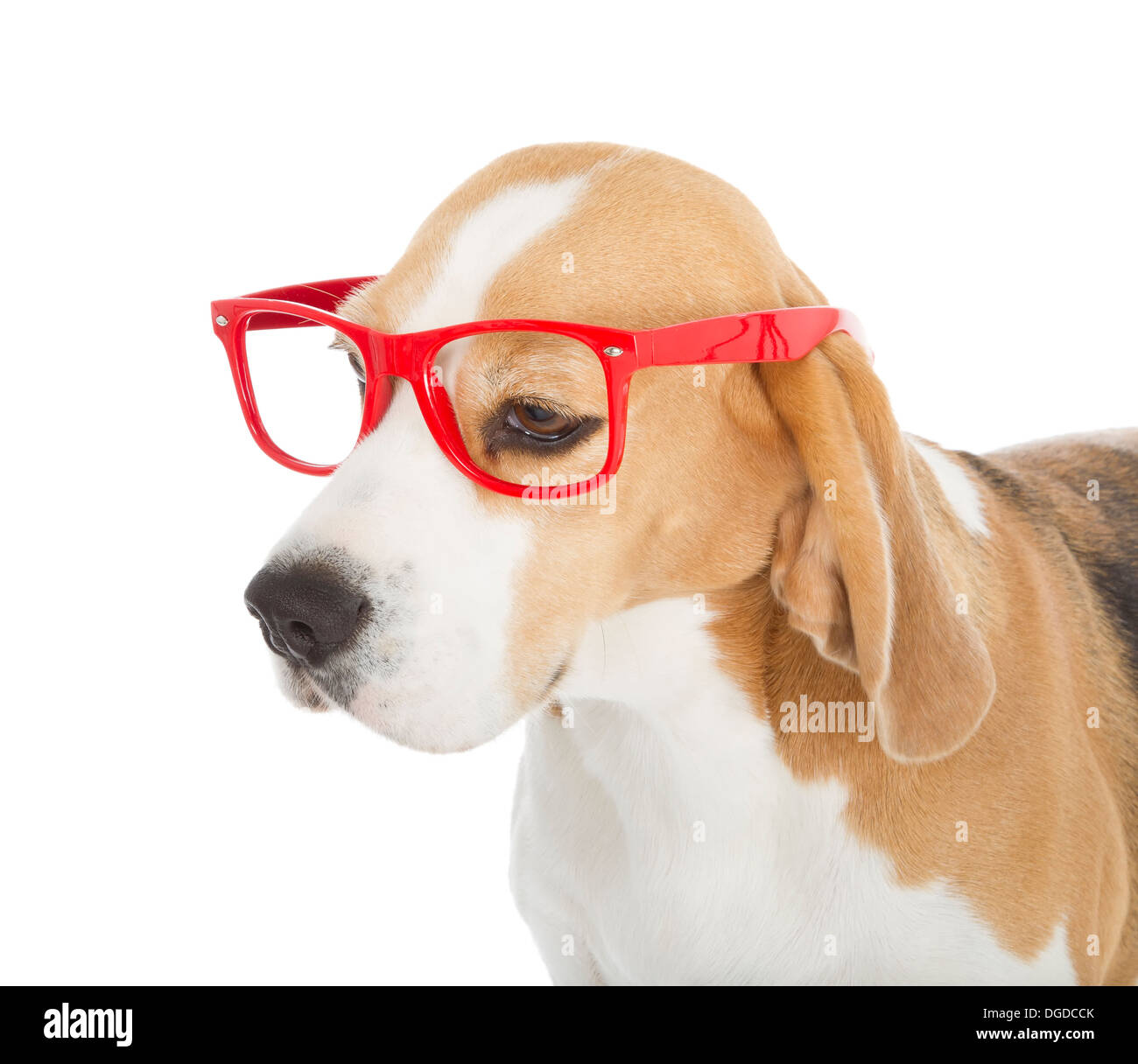 cute beagle dog isolated on white background Stock Photo - Alamy