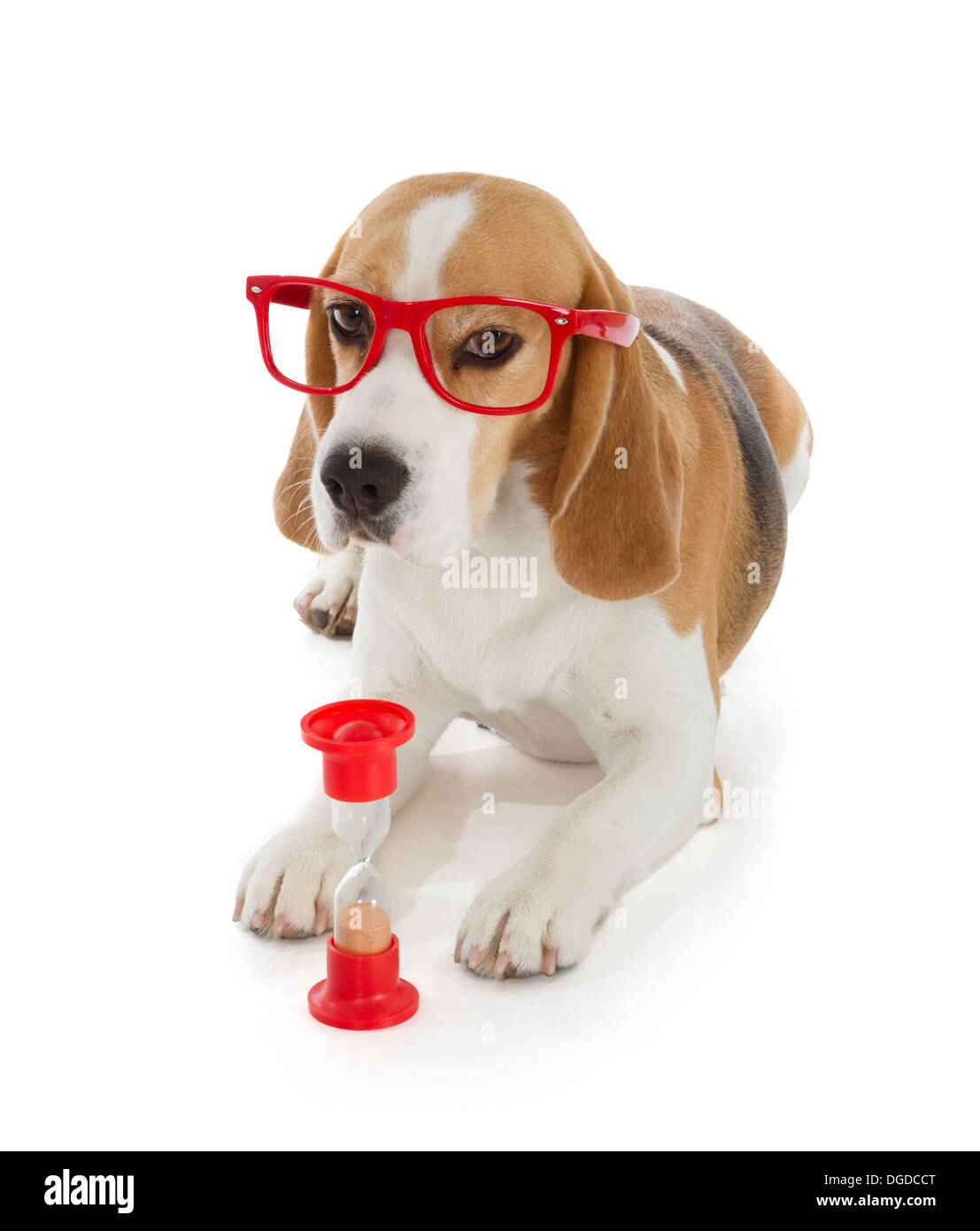 cute beagle dog isolated on white background Stock Photo - Alamy