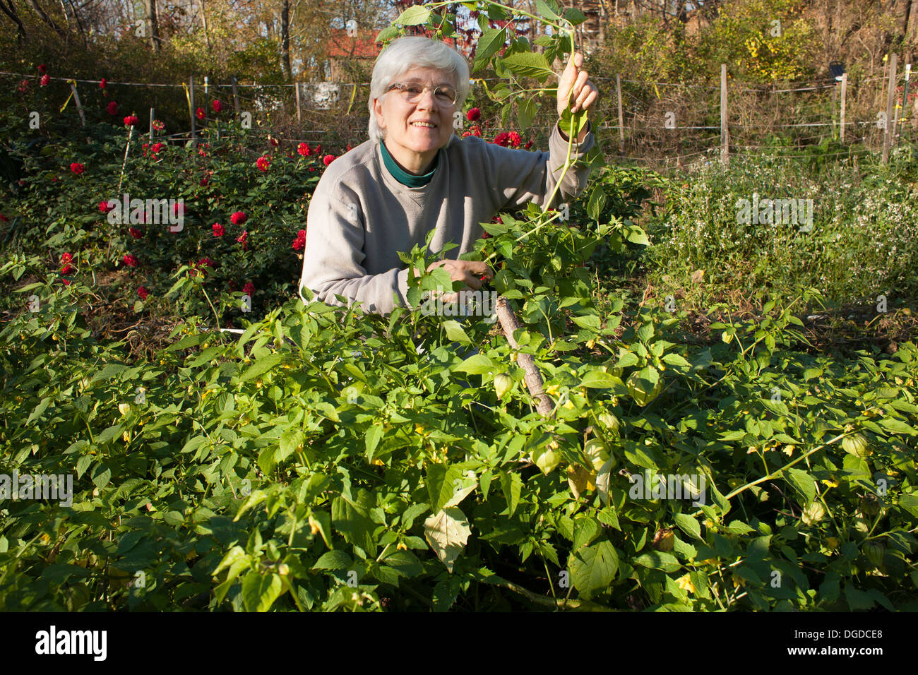 A senior gardener proudly holds up a stem of her tomatillo plants in her community garden.  Electric fence can be seen in back. Stock Photo