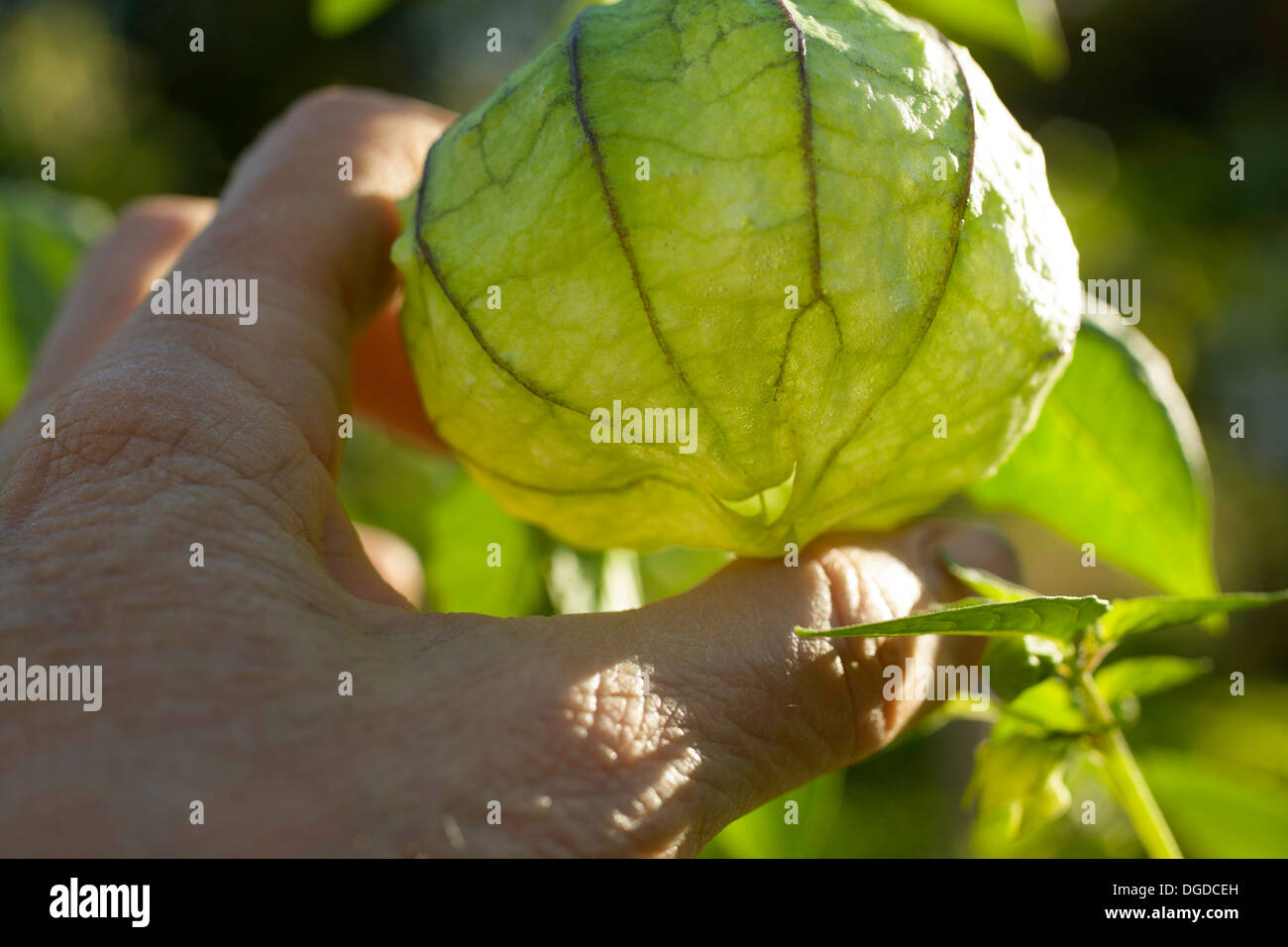 The sun shines thru a large tomatillos, still growing near the end of the growing season in a home garden. Stock Photo