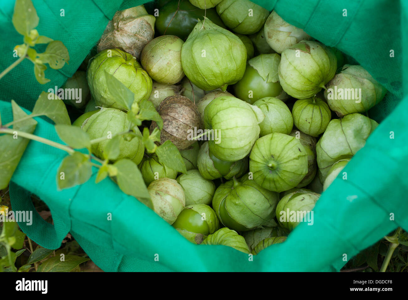 Tomatillos are still producing near the end of the growing season.  Leaf and flower are hanging over edge of bag. Stock Photo