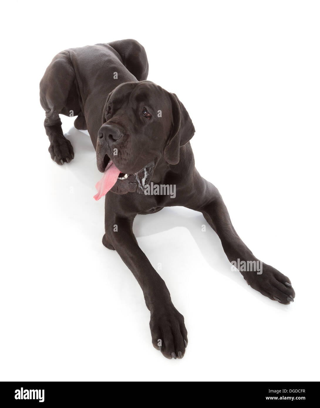 black great dane dog isolated on white background Stock Photo