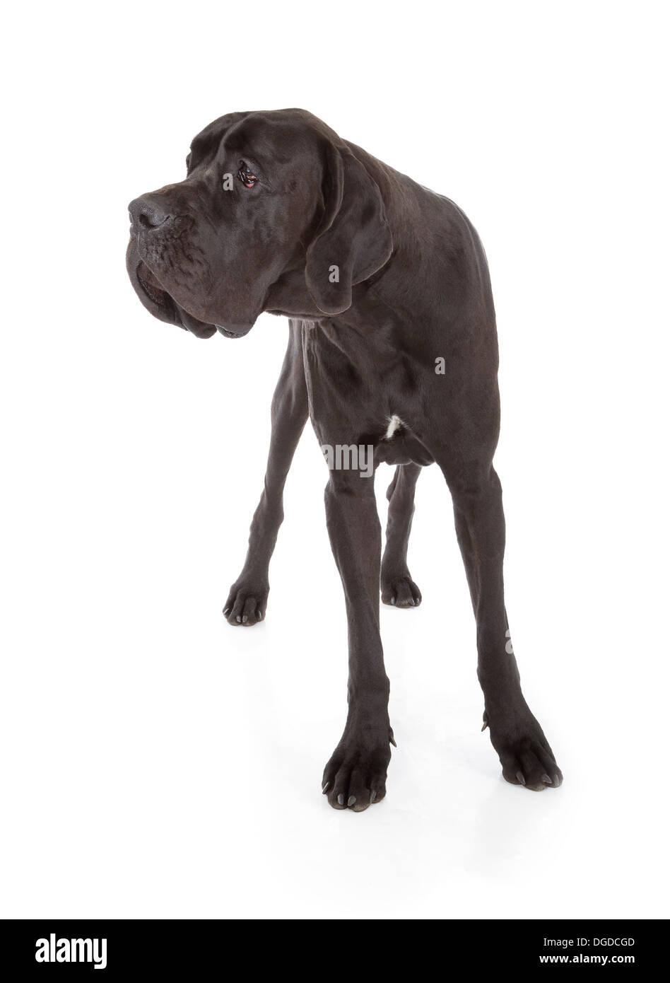 black great dane dog isolated on white background Stock Photo