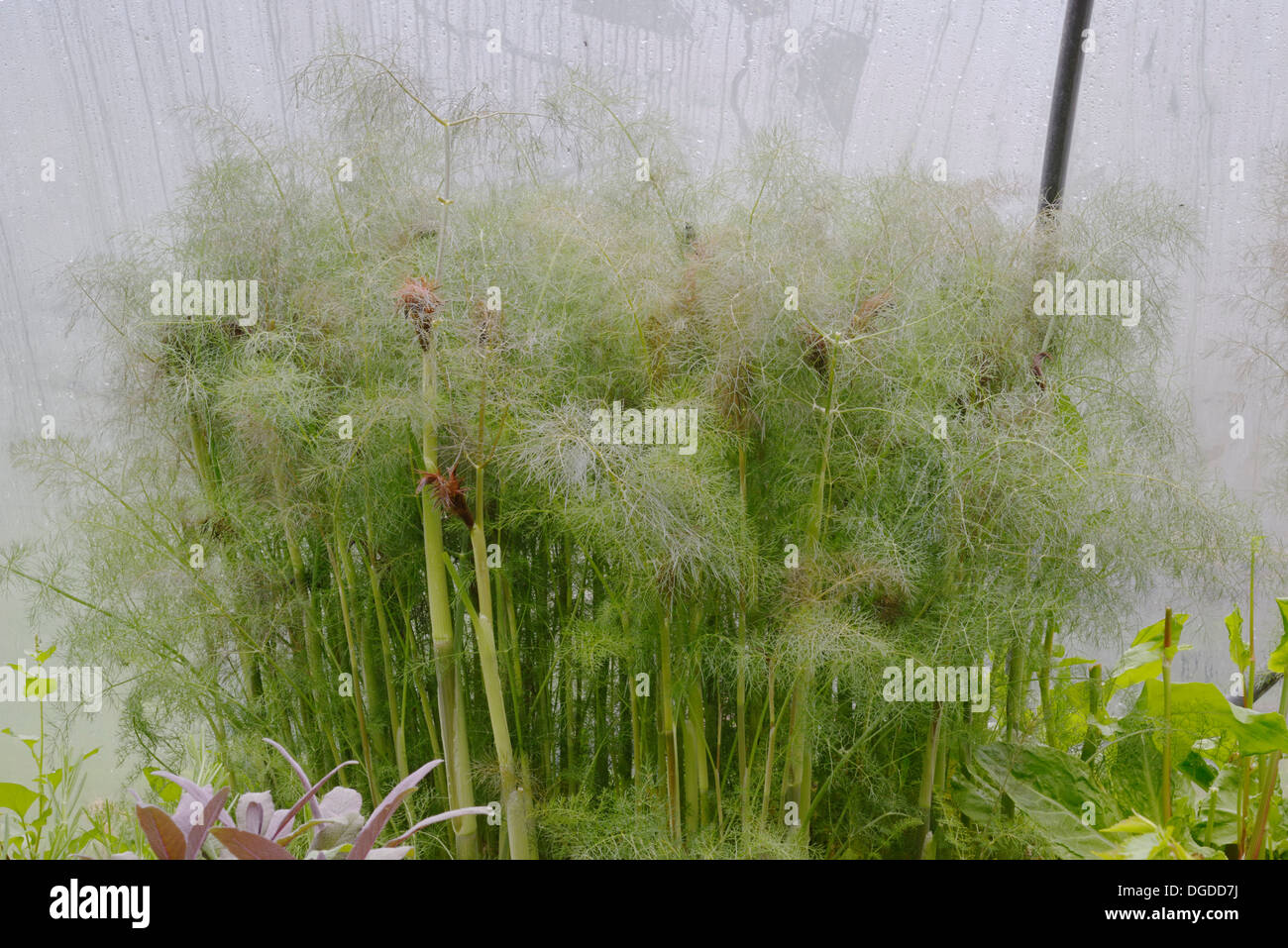 Foeniculum vulgare 'Purpureum', Bronze Fennel growing in a polytunnel in Spring, Wales, UK. Stock Photo