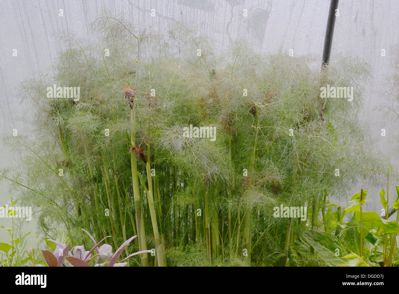 Foeniculum vulgare 'Purpureum', Bronze Fennel growing in a polytunnel