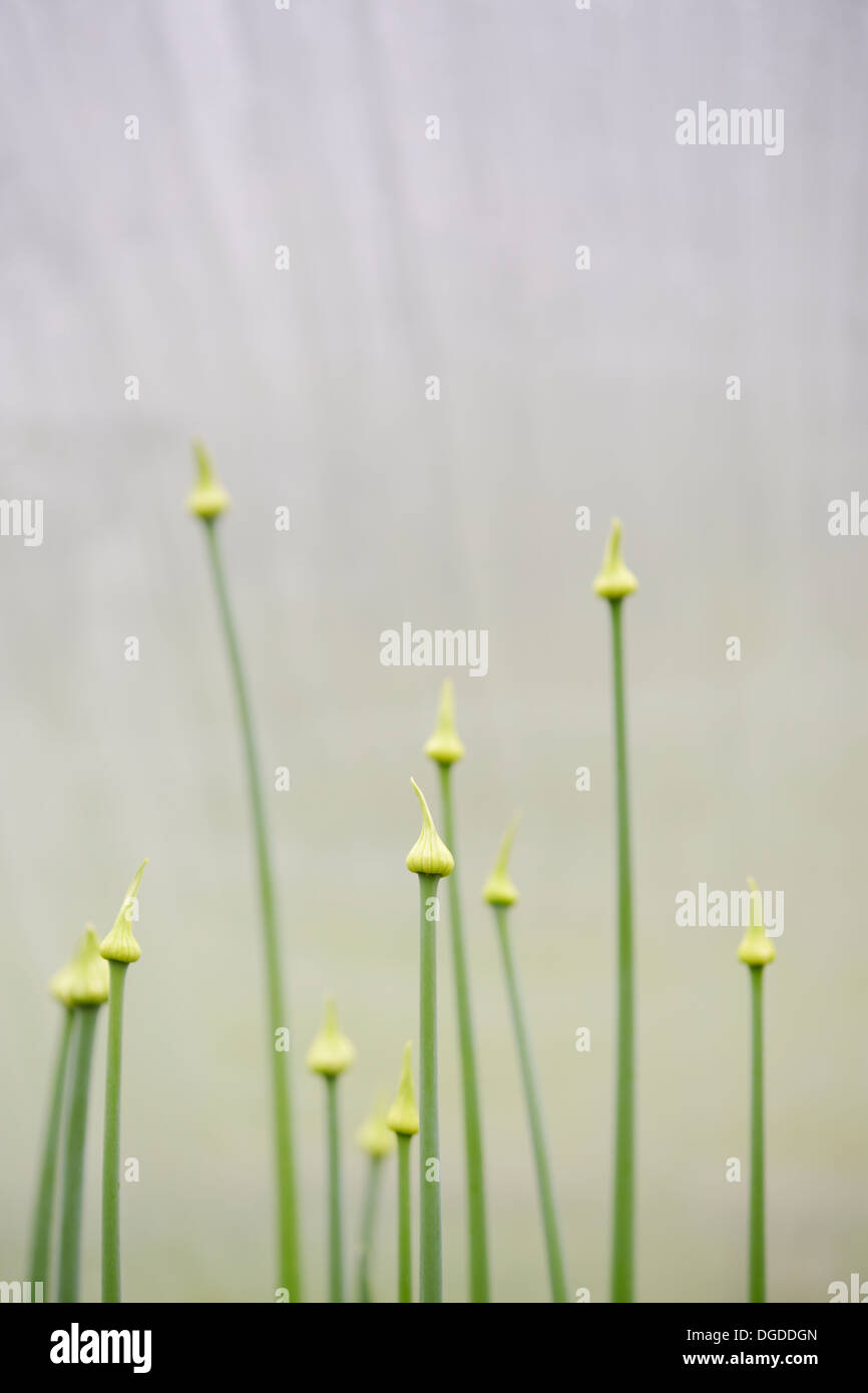 Allium fistulosum, Welsh Onion flower buds, Wales, UK Stock Photo Alamy
