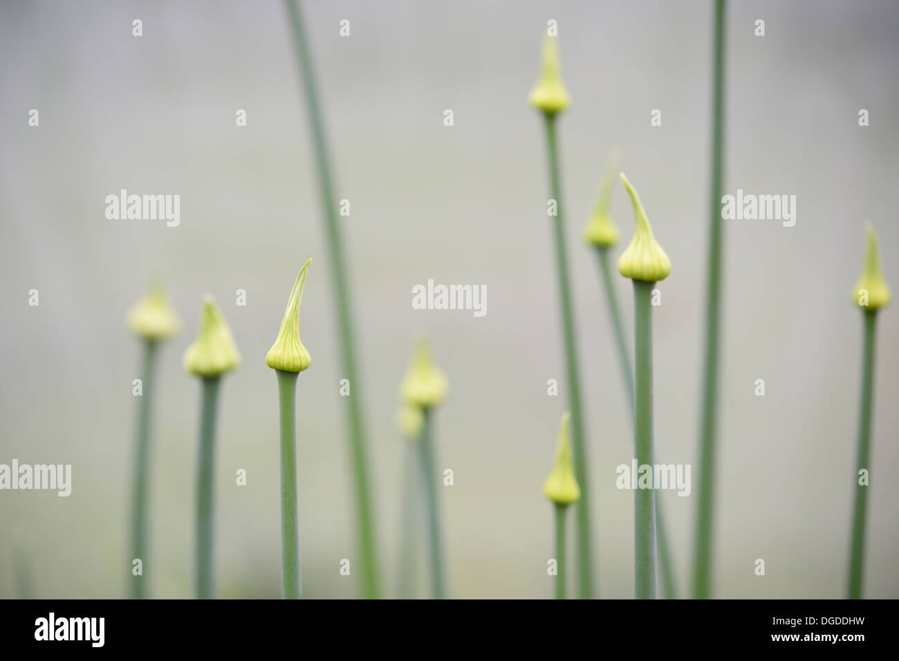 Allium fistulosum, Welsh Onion flower buds, Wales, UK Stock Photo Alamy