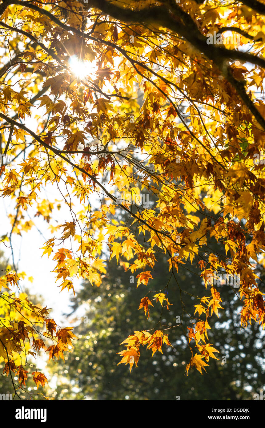 Sunlight through autumn leaves Stock Photo Alamy