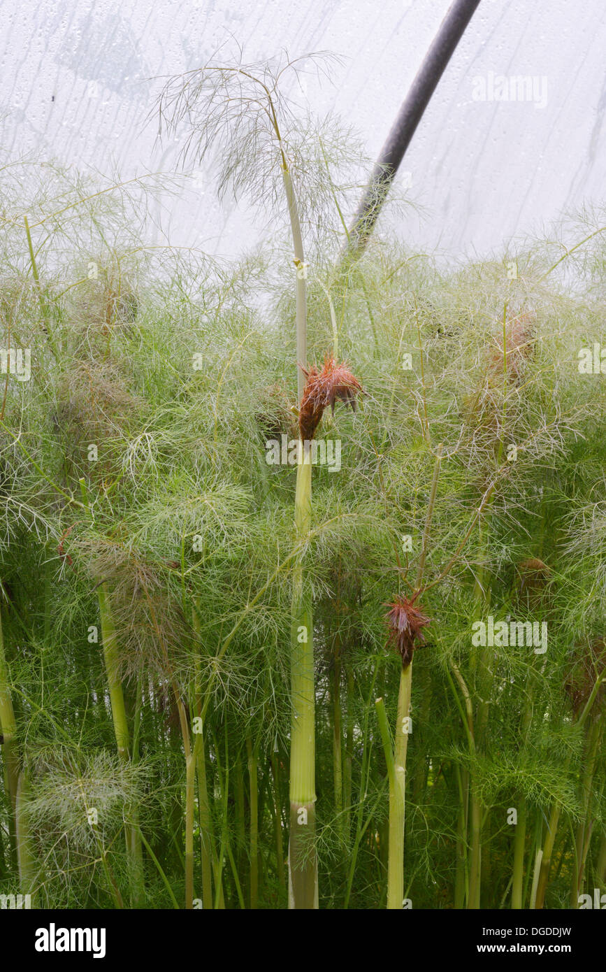 Foeniculum vulgare 'Purpureum', Bronze Fennel growing in a polytunnel in Spring, Wales, UK. Stock Photo