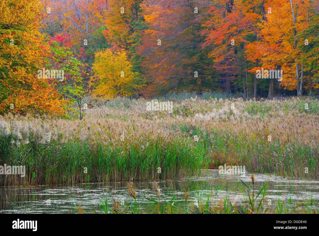 A autumn Swamp Landscape in the early fall season. Stock Photo