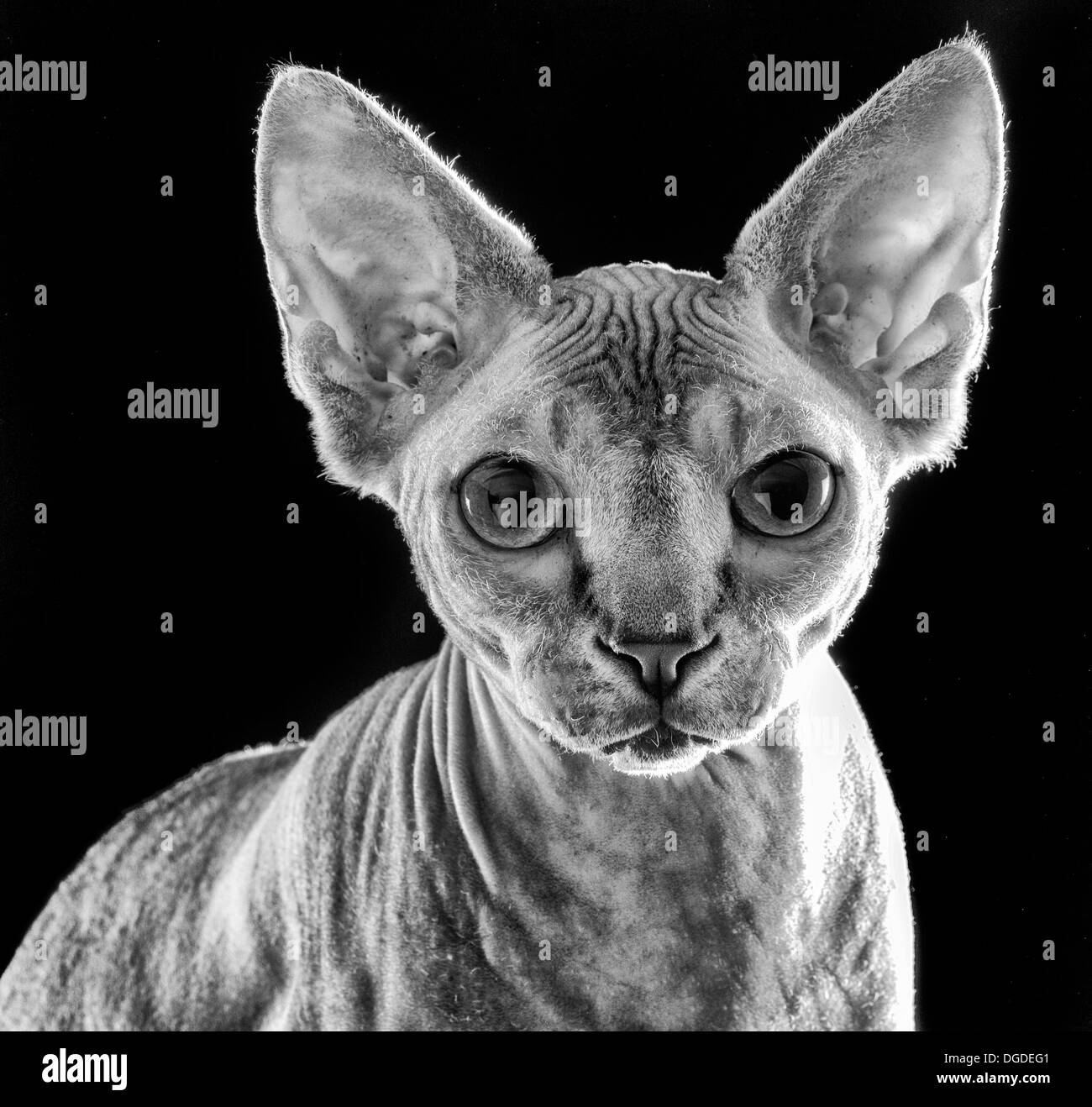 Sphynx cat studio portrait Stock Photo Alamy
